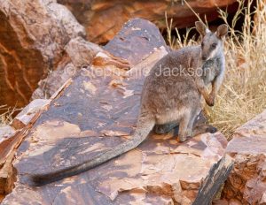 Australian rare and endangered animals, black footed rock wallaby, Petrogale lateralis, in the wild