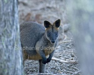 Australian animals, macropods, swamp wallaby, Wallabia bicolor, in the wild