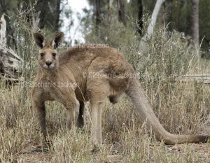 Australian animals, male eastern grey kangaroo, Macropus giganteus, in the wild