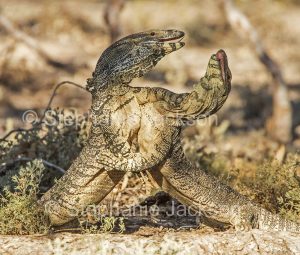 Australian lace monitor lizards, goannas, Varanus varius, mating