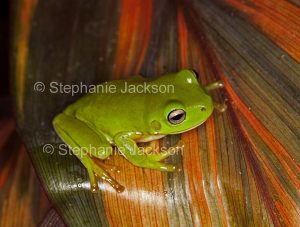 Australian green tree frog on colourful leaf of cordyline