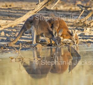 Australian animals, macropods, red kangaroos, Macropus / Osphranter rufus, male and female, drinking at waterhole during drought in outback Australia