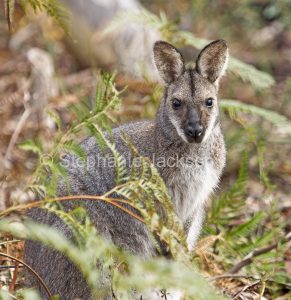 Australian animals, macropods, red necked wallaby, Macropus rufogriseus, in the wild