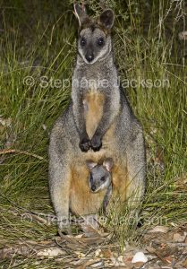 Australian animals, macropods, swamp wallaby, Wallabia bicolor with joey peering out of pouch, in the wild