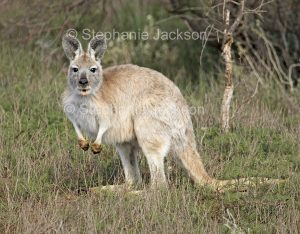 Australian animals, wallaroo / euro, Macropus robustus in the wild in outback South Australia