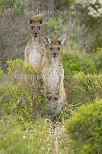 Australian animals, western grey kangaroos, Macropus fuliginosus, in coastal national park