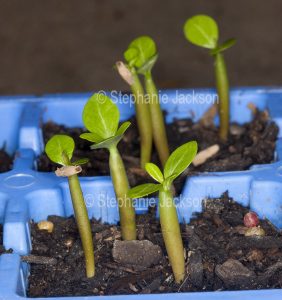 Seedlings of Adenium obtusum, a drought tolerant species that's commonly known as Desert Rose, growing in a plastic container