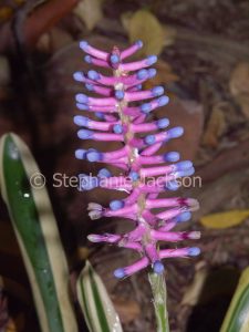 Pink bracts and blue flowers of a bromeliad, Aechmea gamosepala, a species that's commonly known as 'Matchsticks'.