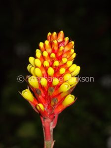 Red bracts and yellow flowers of a bromeliad, an Aechmea species. on a dark background