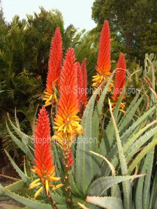 Vivid red flowers and green leaves with serrated edges of Aloe cultivar, a drought tolerant succulent plant