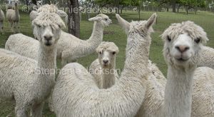 Herd of Suri alpacas on a farm in Queensland Australia.