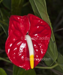 Red spathe and yellow and white spadix of Anthurium andreanum.