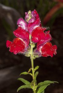 Red flower of annual Antirrhinum majus, Snapdragon. on dark background