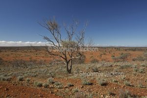 Arid outback landscape with solitary tree on vast plains in South Australia.