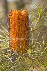 Flower of Banksia spinulosa, Hairpin Banksia, in NSW, Australia.