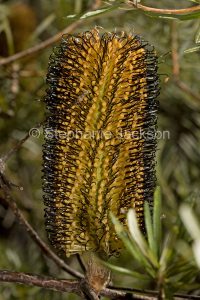 Flower of Banksia spinulosa, Hairpin Banksia, in Gibraltar Ranges National Park, NSW, Australia.