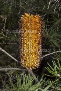 Flower of Banksia spinulosa, Hairpin Banksia, in Morton National Park, NSW, Australia.