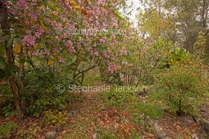 Australian garden in autumn with bauhinia tree in bloom and golden fallen leaves
