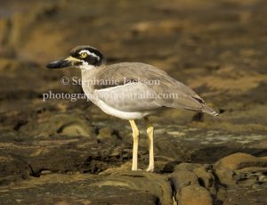 Beach Stone-curlew, Esacus magnirostris commonly known as a Thick Knees, on the rocky shore near Hervey Bay in Queensland Australia.