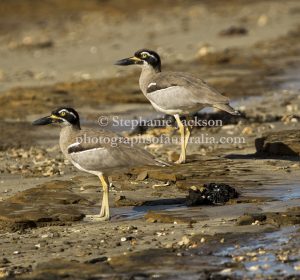 Beach Stone-curlews, Esacus magnirostris commonly known as Thick Knees, on a beach near Hervey Bay in Queensland Australia.