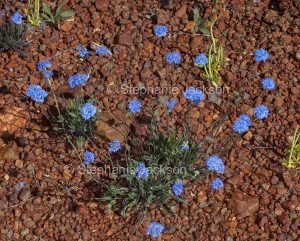 Flowers of Australian native plant, Brunonia australis, Blue Pincushion Flower, in outback Queensland, Australia