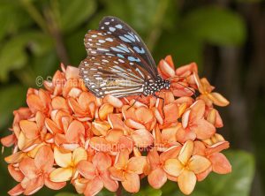 Blue tiger butterfly, Tirumala limniace on apricot orange Ixora flowers in Queensland Australia