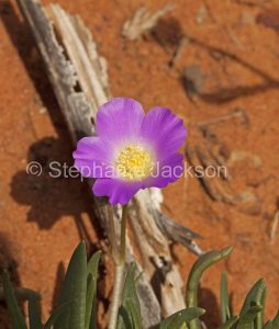 Pink flower of Calandrinia balonensis, Parakeelya in outback Queensland Australia.