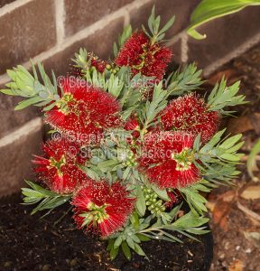 Flowers of Callistemon 'Little John' in a garden in Queensland Australia