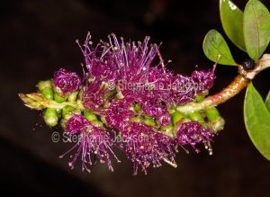 Purple flower of Callistemon 'Burgundy Jack', Bottlebrush, Australian native shrub on dark background