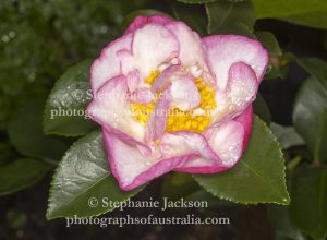 Pink and white flower of Camellia sasanqua 'Something Special'.
