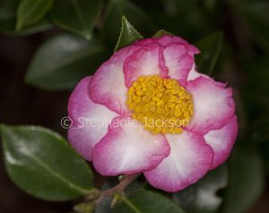 Pink and white flower of Camellia sasanqua 'Something Special' on dark green background