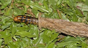 Saunders' case moth caterpillar, Metura elongatus / Oiketicus elongatus emerging from its shelter in Queensland Australia