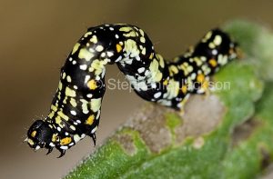 Yellow and black caterpillar in Queensland Australia.