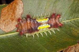 Colourful stinging caterpillar of mottled cup moth Doratifera vulnerans in Queensland Australia