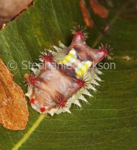 Colourful stinging caterpillar of mottled cup moth Doratifera vulnerans in Queensland Australia