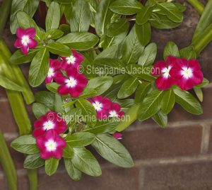 Red and white flowers of Catharanthus roseus, commonly known as Vinca.