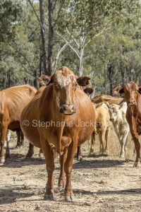 Herd of cattle with a pregnant cow in the foreground during a drought in Queensland Australia.
