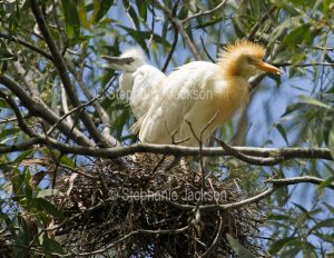 Cattle egret in breeding plumage with chick / fledgling, Bubulcus ibis, on nest in Queensland Australia