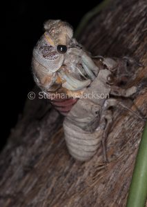 Double Drummer cicada, Thopha saccata, during metamorphosis into a winged insect, on the trunk of a eucalyptus tree in Queensland Australia
