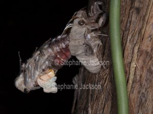 Double Drummer cicada, Thopha saccata, during metamorphosis into a winged insect, on the trunk of a eucalyptus tree in Queensland Australia
