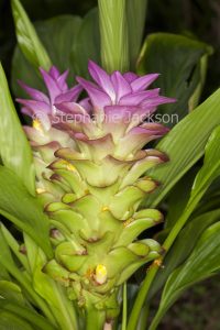 Pink flower bracts and green leaves of ornamental ginger, Curcuma 'Aussie Gem', Cape York Lily