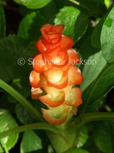 Bright orange flower of rare and unusual ornamental ginger plant, Curcuma rosecoeanna.