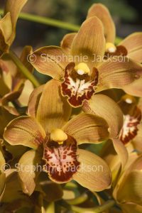 Amber yellow flowers of orchid Cymbidium Winter Beauty x Tethys x Eight Carat