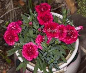 Red carnations, Dianthus species, growing in a white pot.