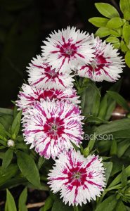 Cluster of red and white flowers of Dianthus barbatus. on background of green foliage