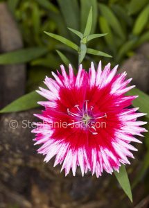 Red and pink flower of Dianthus barbatus.