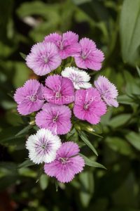 Cluster of pink and white flowers of Dianthus barbatus on background of green foliage