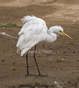 Great Egret, Ardea modesta, loong rather bedraggled after bathing in a lake in the Bundaberg botanic gardens in Queensland Australia.