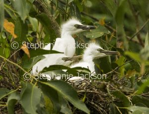 Three Australian egret chicks in nest among foliage of tree in Queensland Australia