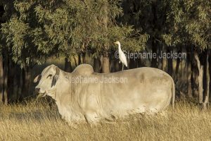Cattle egret, Bubulcus ibis, on the back of a Brahman cow in central Queensland, Australia.